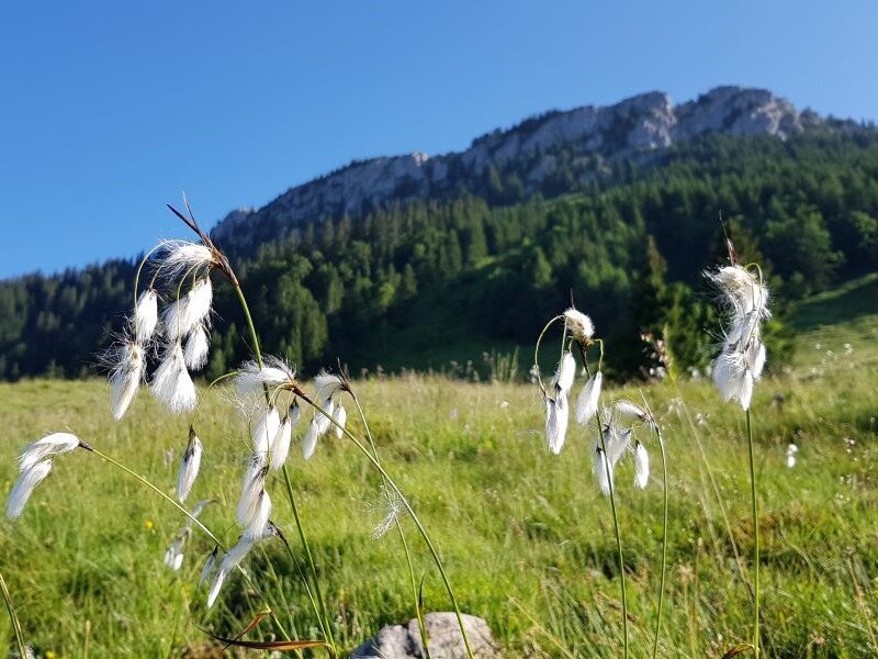 Wollgras vor dem Brünnstein auf der Großalm | © Yvonne Tremml