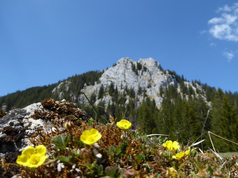 Auf dem Weg von der Mühlau zum Brünnsteinhaus | © Yvonne Tremml